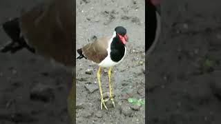 Call of Redwattled Lapwings 🤩pls subscribe🙏 [upl. by See]