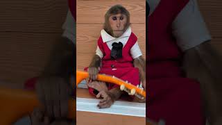 Super funny cute monkey playing guitar [upl. by Mccourt]