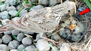 Mother lark bird feeding grass to her babies except worms BirdPlusNest [upl. by Ettevy943]