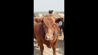 Have you seen the viral footage of cattle lying bloated and dead 💔🐮 [upl. by Nniuq585]