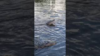 Do Alligators know their Names ⁉️ shorts youtubeshorts alligator florida gatorland [upl. by Ailam]