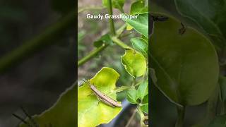 Gaudy Grasshopper Rare Insects 🦗🌱 asmr grasshopper gaudygrasshoppers insects grasshoppers [upl. by Mehetabel]