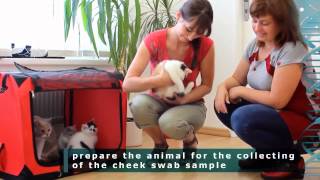 Dog and cat buccal swab sample collection [upl. by Nitsej]