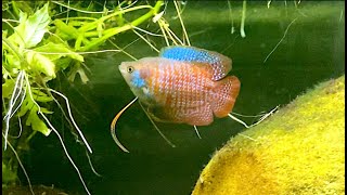 Dwarf Gourami Breeding Setup [upl. by Suirauqram964]