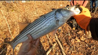 Pesca de striped bass housatonic River [upl. by Nillok768]