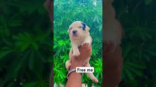 Free me dog  Pitbull puppy  Pitbull price  cute puppy  dog price India pitbull cutepuppy free [upl. by Anawaj]