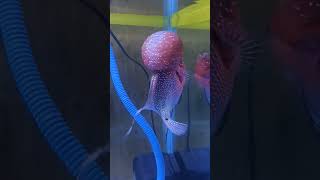 Big hade srd flowerhorn flowerhorn aquariumfish aquaristic srd flowerhornfish aquarium [upl. by Drake]