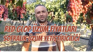 ÜZÜM BAĞLARIÜZÜM YETİŞTİRİCİLİĞİRED GLOP ÜZÜM FİYATLARI üzüm tarım keşfet [upl. by Diane]