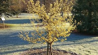 Cornus officinalis Japanese Cornelian Cherry [upl. by Saenihp]