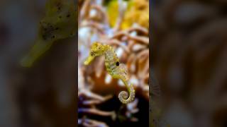 Seahorse I समुद्री घोड़ा I Unknown Fact I Amazing Animal seahorses trendingshorts [upl. by Arinaj]