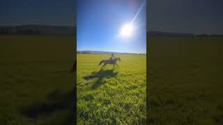 galloping in a field be hitting different fyp relatabe gallopinghorse fun funny horse [upl. by Ninehc]