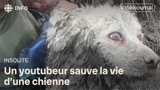 Une chienne secourue de sa vie de chien  Vidéojournal [upl. by Cosimo572]