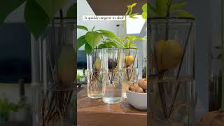 Growing A Chestnut Tree From Seed In Water [upl. by Bouchier]