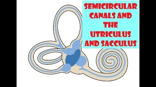 Semicircular canals and the Utriculus and Sacculus [upl. by Akinwahs]