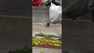 Guy throws his garbage from the second story window to the trash can below [upl. by Helena]