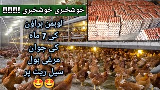 Lohman Brown Young Egg Laying Females  Lohmann Brown Farming In Pakistan  Poultry Farming [upl. by Tella]