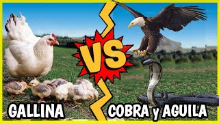 Gallina Vs Águila y Cobra  Gallina Atacando [upl. by Eb]