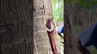 Rescue work is underway to rescue the snake from the tree hole Ohsnakes coconuttree Part1 [upl. by Collete]