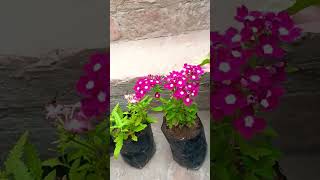 Verbena flower amp marrygold  I hope u like this flowervideoshortsindoorplantsyoutubetrending [upl. by Inah]