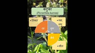 कटुका  Picrorhiza kurroa  AYURVEDA  bamsnotes shorts dravyagunaparyaay plants gk [upl. by Ddet590]