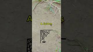 Which insects have eight eyes  spiders  Ants  Questions  Riddle  Shorts  Learn with me [upl. by Draner]