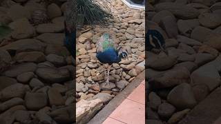 Beautiful Peacock taking a peaceful walk peacock bird shorts [upl. by Bliss]