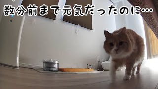 【突然死】最愛の猫リオンが虹の橋を渡りました🌈【悲しいご報告】 [upl. by Asecnarf]