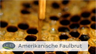 Amerikanische Faulbrut  Biologie Pathogenese und Bekämpfung [upl. by Inirt12]