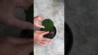 How to propagate phalaenopsis from leaves shorts [upl. by Nivlek]