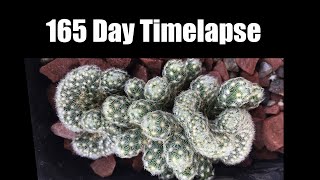 Mammillaria elongata cristata 165 Day Timelapse [upl. by Anirat]