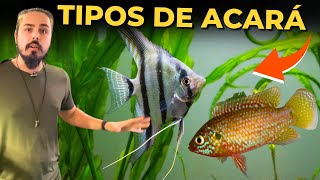 🔴5 TIPOS DE ACARÁS PARA AQUÁRIO Mr Betta [upl. by Rebbecca]