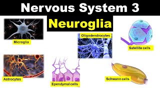 Nervous system 3  Neuroglia  Glial cells  Astrocytes  Oligodendrocytes  Microglia  Ependyma [upl. by Arivle]