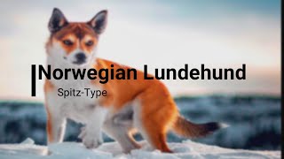 Norwegian Lundehund Six Toe Dog  All You Need You Know  One of Rarest Breed of Dog [upl. by Akemej36]