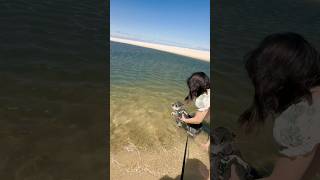 ミニチュアシュナウザー初めての海🌊 ミニチュアシュナウザー puppy 子犬 miniatureschnauzer beach [upl. by Roti826]