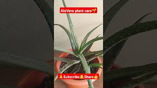 Alovera Plant Care🌱 shorts viralvideo plantgrowth gardening alovera plantcare indoorplants [upl. by Lillie]