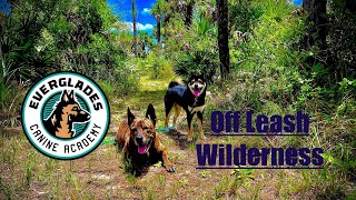 Dog training OFF LEASH in the Everglades of Southwest Florida [upl. by Akoyn354]