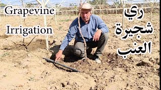 ط يقة ري شجرى العنب Grapevine Irrigation [upl. by Seamus]