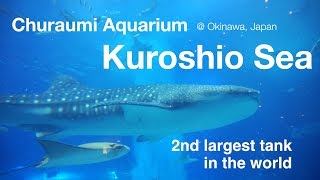 HDTime to feed the whale shark Churaumi Aquarium Kuroshio Sea 黒潮の海 餌やりタイム＠美ら海水族館 [upl. by Aihsad849]