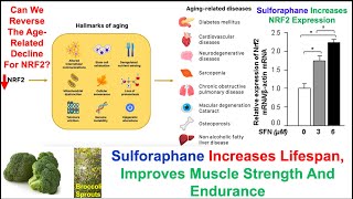 Sulforaphane Extends Lifespan Increases Muscle Strength And Endurance [upl. by Kandy]