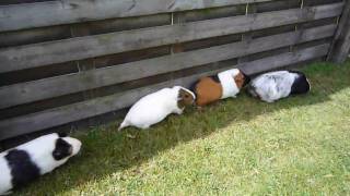 Guinea Pigs following each other in single file line [upl. by Hasan967]