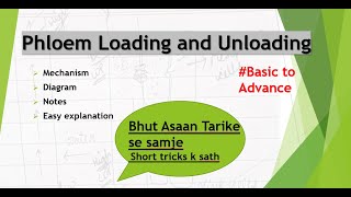 Phloem loading and unloadingMechanismDiagramNotesEasy explanation [upl. by Liatris249]