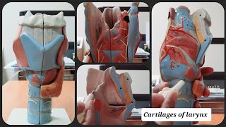 Cartilages of Larynx  Thyroid  Epiglottis  Cricoid  Arytenoid  Corniculate  Cuneiform [upl. by Shalne]