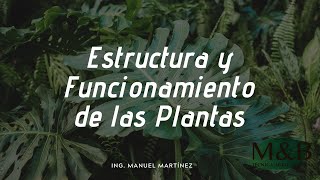 Estructura y Funcionamiento de las Plantas [upl. by Holbrooke731]