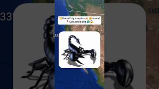 I found big scorpion 🦂 in real on Google Earth old maps 🌎 shorts reels [upl. by Leo999]