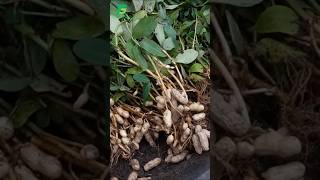 How to Grow Peanuts at Home  Extremely Easy for Beginners garden gardening [upl. by Negrom]