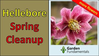 Hellebores  How to Cleanup in Spring for Best Flowers [upl. by Acirderf]