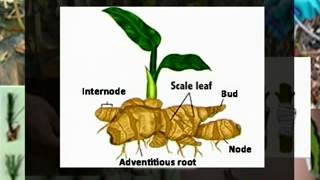 Vegetative Propagation Natural Means and Methods [upl. by Lisandra]