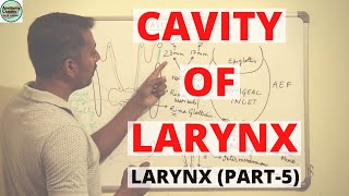 CAVITY OF LARYNX LARYNX PART 5 [upl. by Ignacio508]