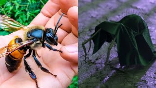 10 most dangerous insects in the world [upl. by Susana]