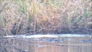 Otters Fishing Norfolk Broads Part II [upl. by Mukul236]